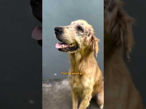 Watch This Mangy Dog Turn Into A Golden Retriever | The Dodo