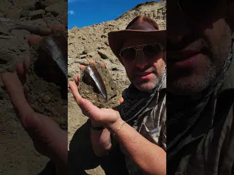 MASSIVE T. REX TOOTH FOUND!