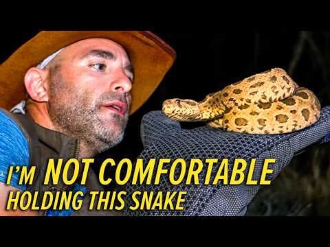 This Snake Kills 25,000 People a Year!