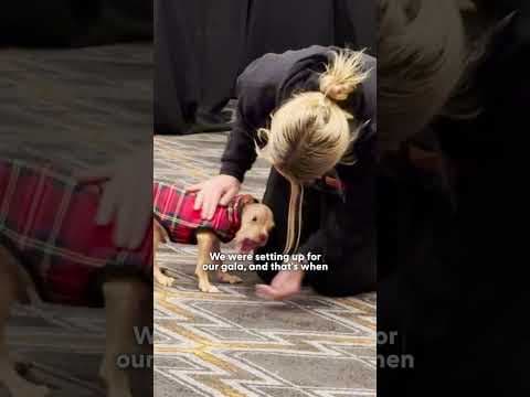 Puppy Was Abandoned At A KFC — Then This Couple Changed His Life | The Dodo