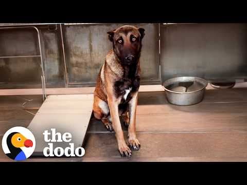 Terrified German Shepherd Learns How To Trust — Thanks To A Whole Community | The Dodo