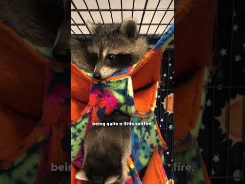 Impossibly Tiny Raccoon Falls For One Twice Her Size | The Dodo