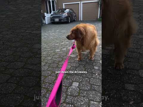 Obese Golden Retriever Does Infinite Zoomies Now | The Dodo