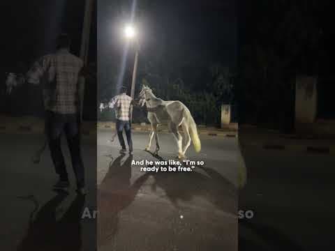 "Wedding Horse" Was Tied To A Short Rope Until His Life Changed For Good | The Dodo
