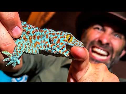 Bitten by an Angry Gecko!