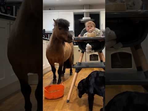 Toddler’s Pony Best Friend Joins Her For Dinner In The Kitchen | The Dodo