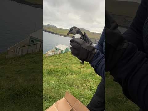 Animal Rescuers Turn Iceland Vacation Into A Baby Puffin Rescue | The Dodo
