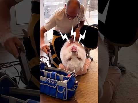 Woman Gets A Pig Instead Of Kids... Ends Up With A Forever Toddler | The Dodo