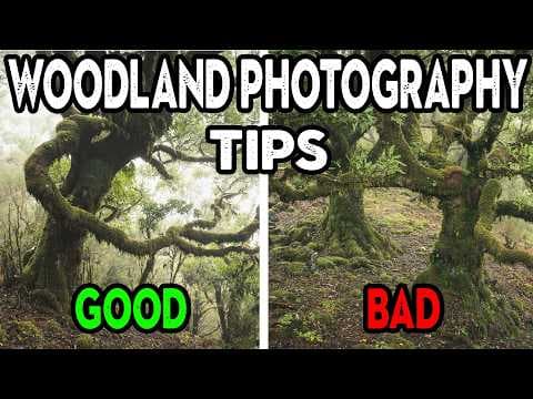 Woodland Photography Tips (composition review)
