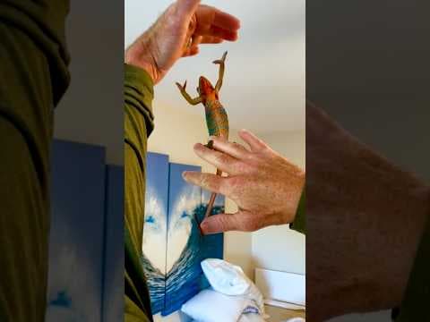 Rescued Chameleon Gets Attached To Work-From-Home Dad | The Dodo