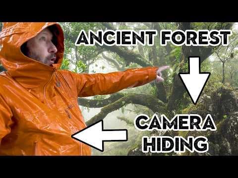 Photographing 800 Year Giants in Pouring Rain