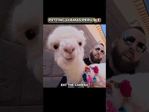 Meeting Llamas in Peru π¦π΅πͺ