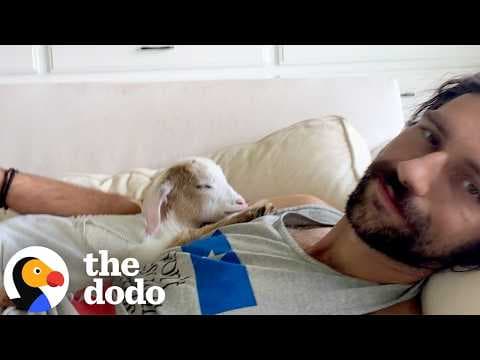 Blind Baby Goat Becomes Paralyzed Until One Little Thing Gets Her Standing Again | The Dodo