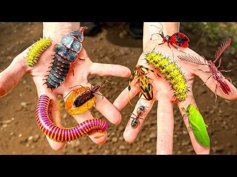 Catching Weirdest Bugs on Earth!