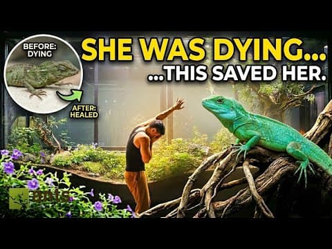 Trying to Save a Lizard's Life in My Giant Ecosystem Vivarium