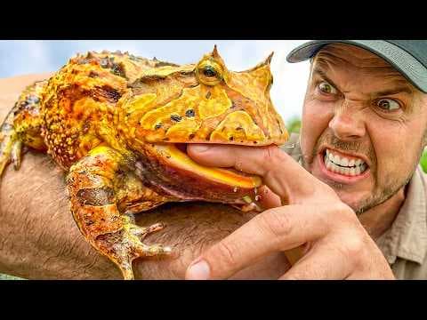 Catching the Pac-Man Frog that Eats EVERYTHING!