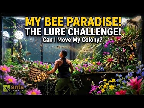Getting My New Bee Colony to Enter My Giant Ecosystem Vivariums