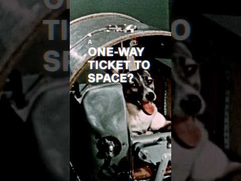 A stray dog made it to space, but a tragedy unfolded