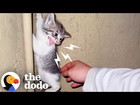 Spicy Foster Kitten Becomes A Snugglebug Overnight | The Dodo