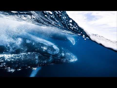 Meet Pari - the 14-Year-Old MASTER Underwater Photographer