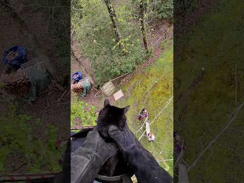 Entire Neighborhood Rallies To Rescue Missing Cat | The Dodo