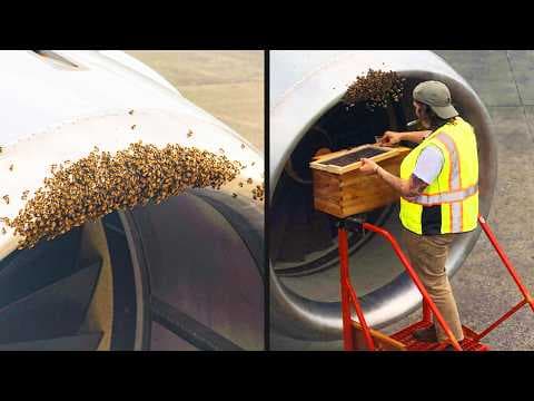 Flight Delayed Due to Bee Invasion