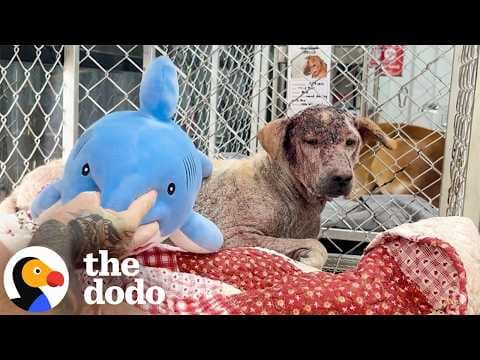 Dog Too Scared To Be Touched Learns To Trust With Help From A Shark Plushie | The Dodo