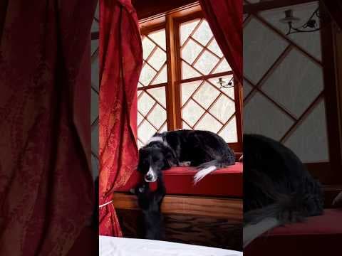Rescued Kitten Helps Grieving Dog Heal After Losing His Best Friend | The Dodo