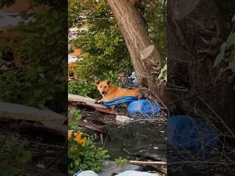 Ukrainians Come Together To Rescue Animals Stranded During Flood | The Dodo