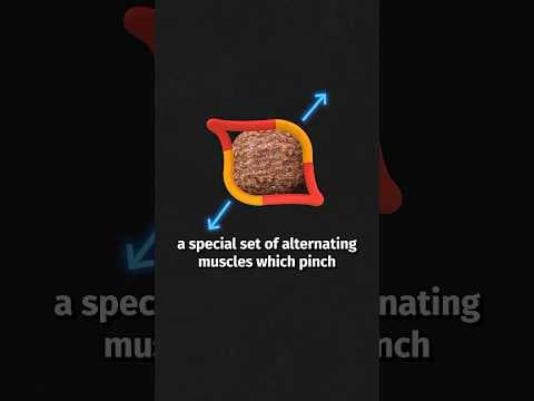 Wombats Poop Cubes