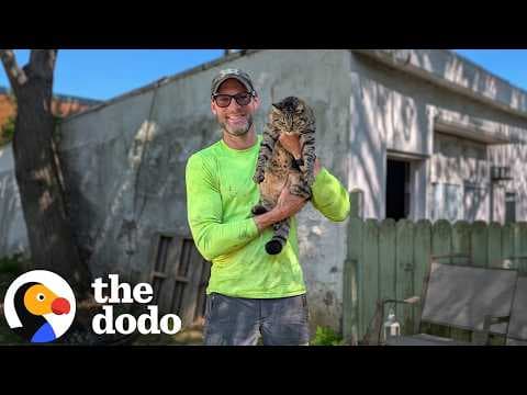Cat Gets Stranded On Tiny Branch During Powerful Winds | The Dodo