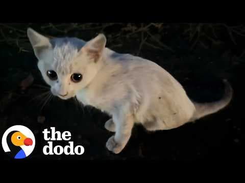 Ukrainian Rescuers Stop For Tiny Kitten Stranded On Highway At Night | The Dodo