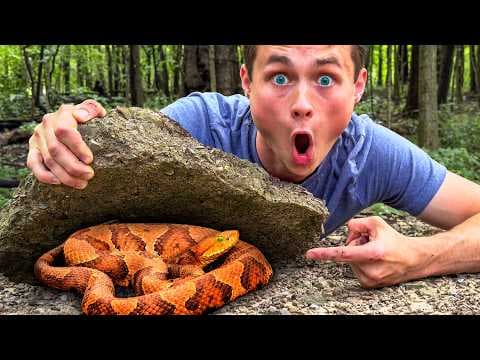 Would You Enter a Venomous Snake-Infested Forest?