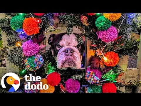 Bulldog Gets Her Own “Hello Window” To Greet Everyone Who Walks By | The Dodo