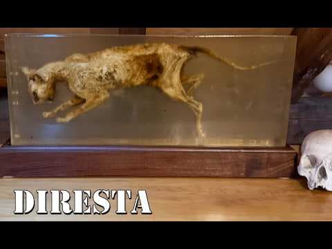 Mummified Cat Preserved in Epoxy!