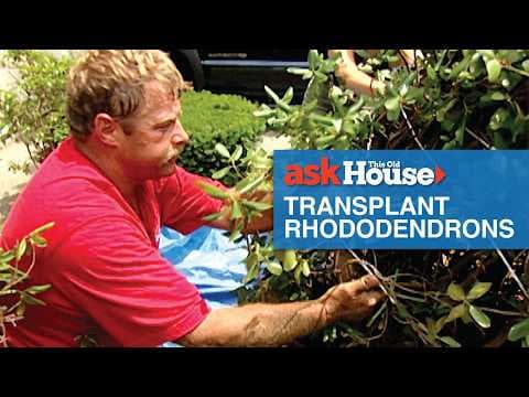 How to Transplant Rhododendrons With Roger Cook | Ask This Old House