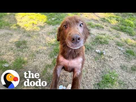 Dog Chained Up Her Whole Life Is Somehow Still Obsessed With People | The Dodo
